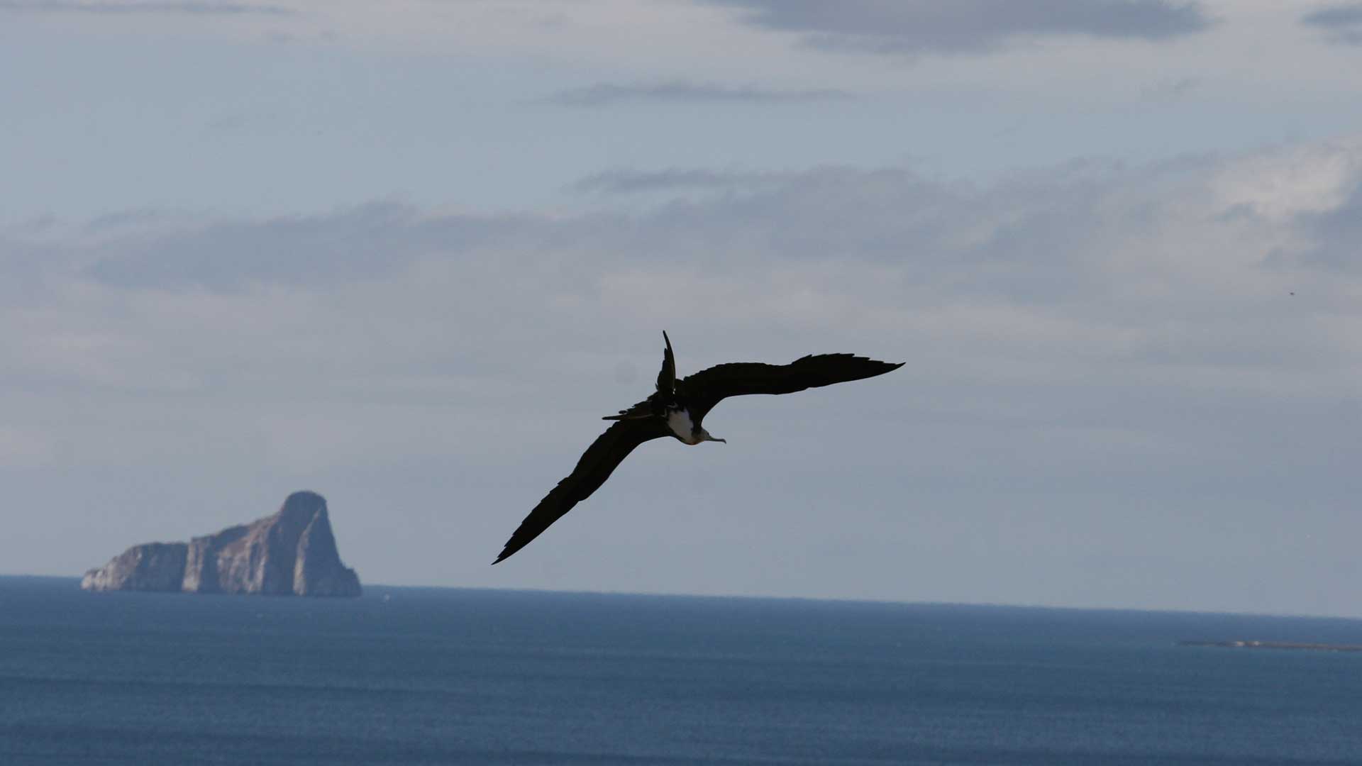 ave-galapagos