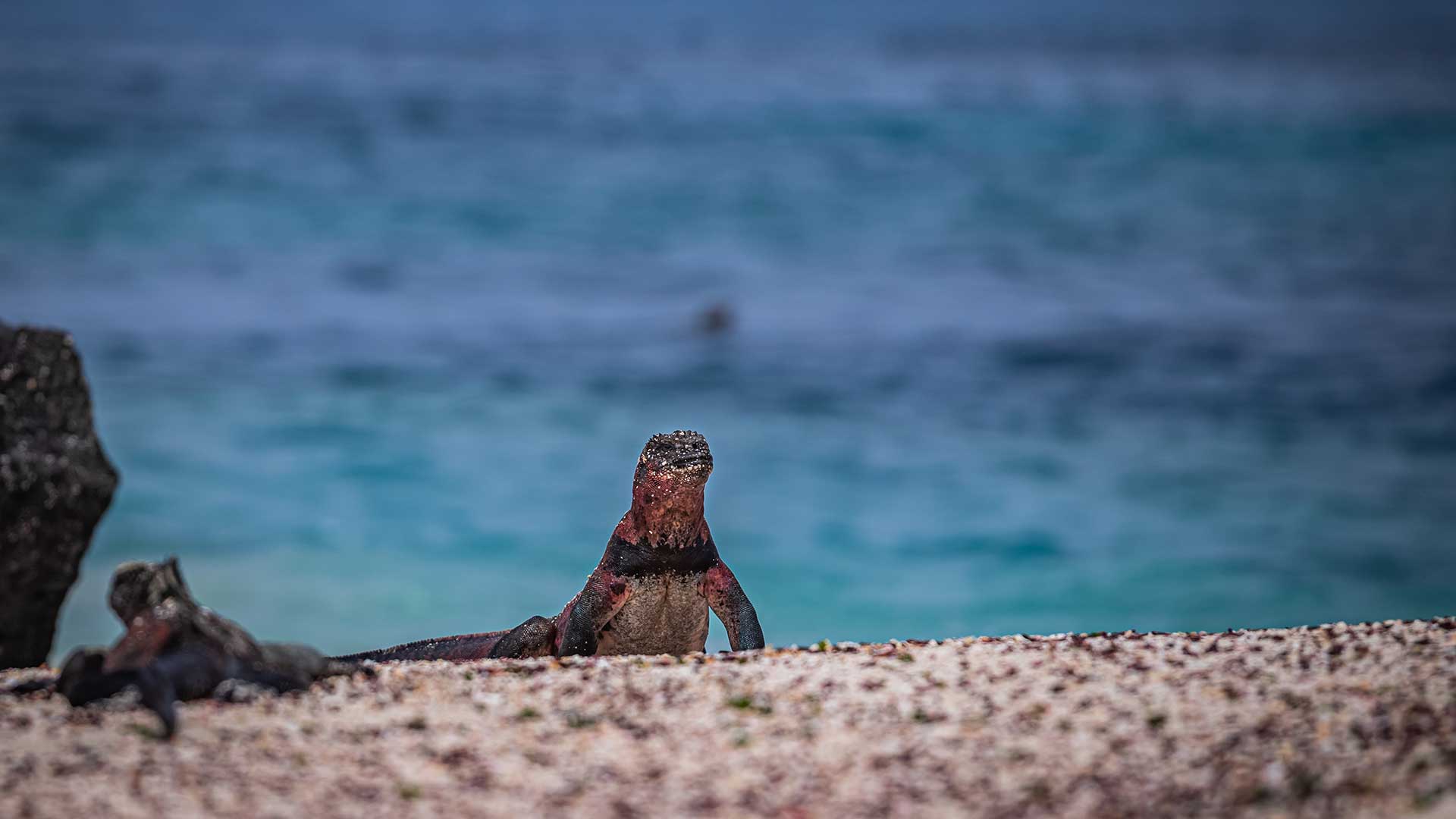 iguana-galapagos